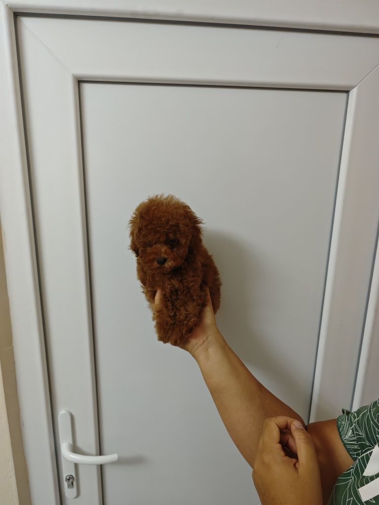 Той пудел мъжко toy poodle