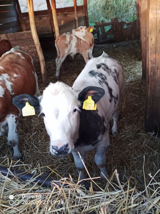 Vând viței belgieni și roșii