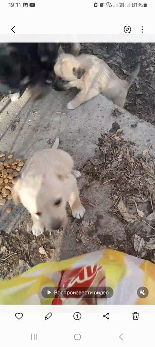 Малыши щенки ищут дом!