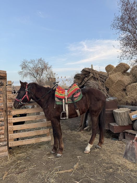 Жорға дөнен.