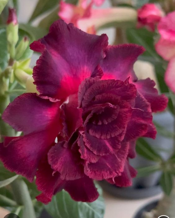 Продаю адениумы разных сортов