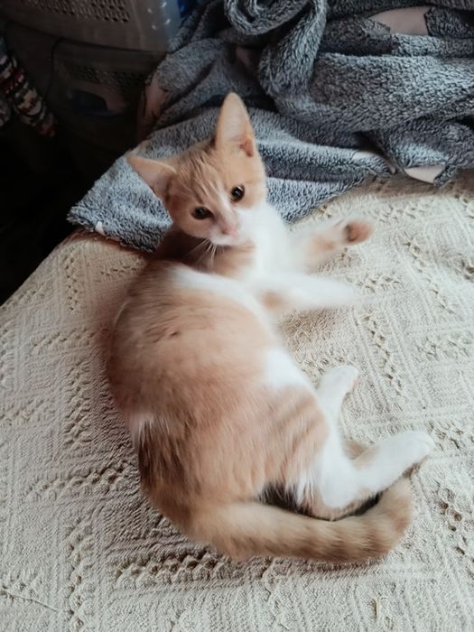 Подарявам малко котенце