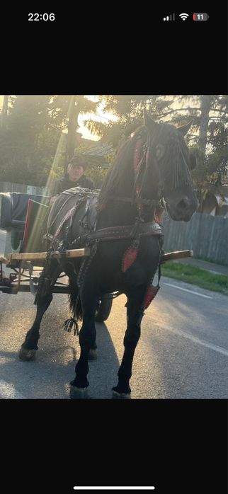 Disponibil armasar de 6 ani