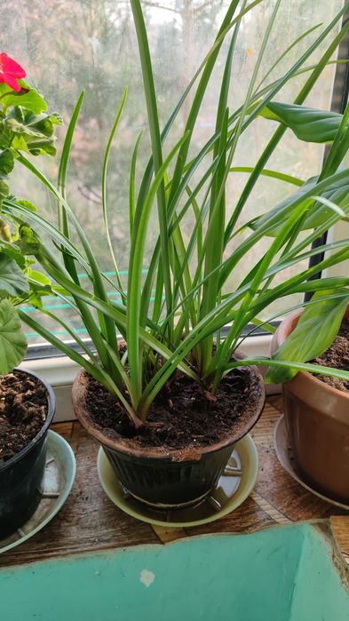 Комнатные растения, цветы для дома, офиса