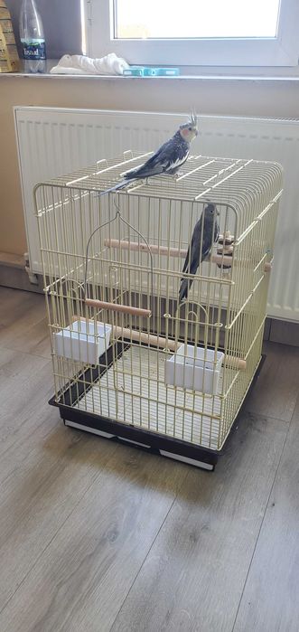 Vând pereche papagali Nimfe