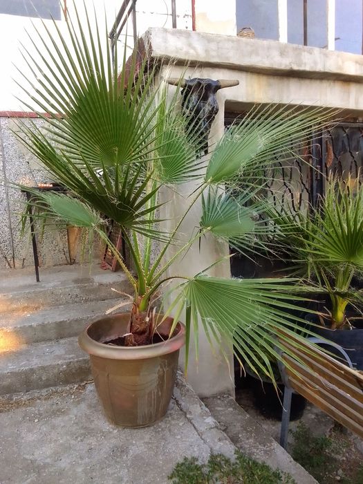 Палми Вашингтония