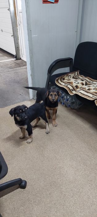 Cautam familii iubitoare