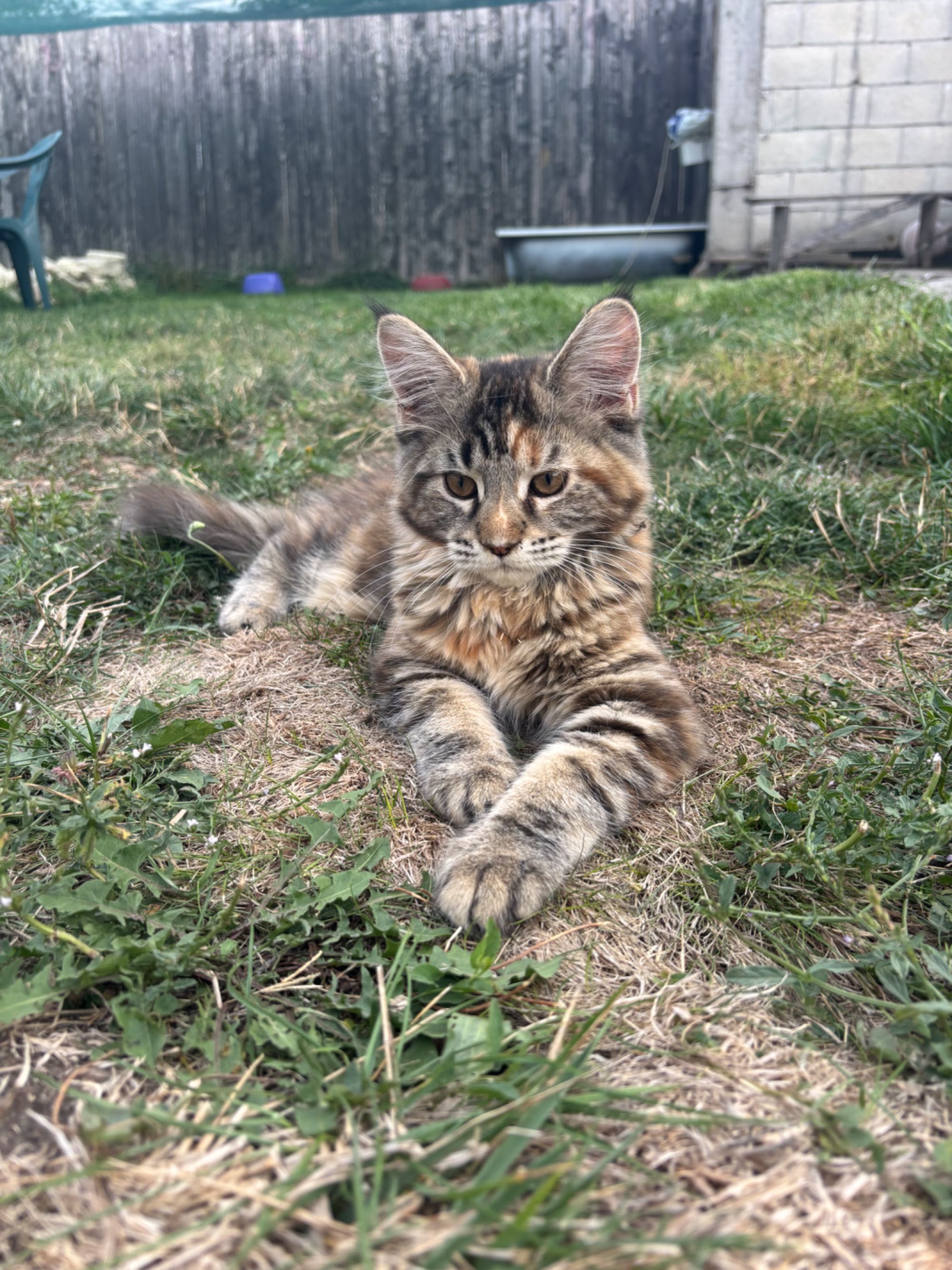 Котенца Мейн Куун