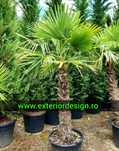 Palmieri rezista la frig, măslin, pin mugo, plante ornamentale etc