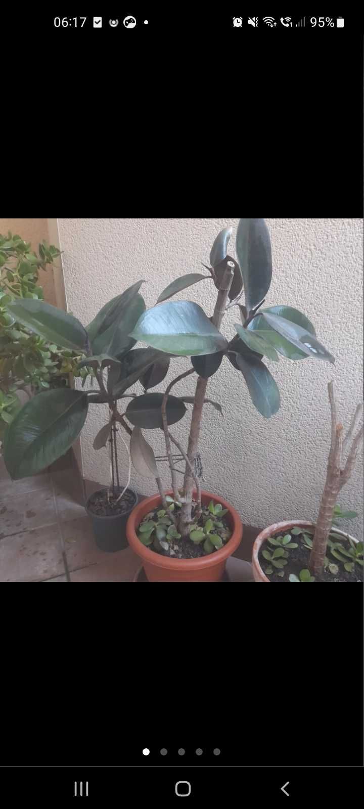 Planta natural ficus