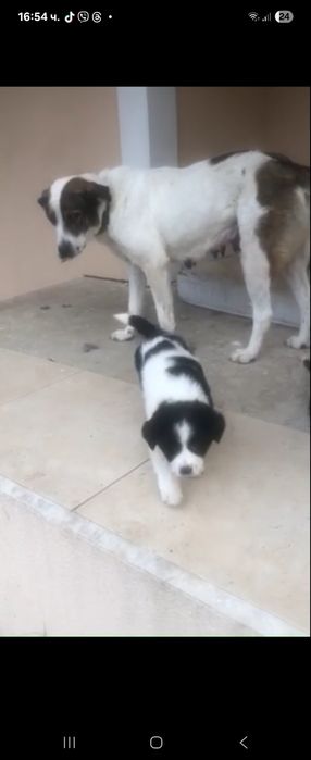 Подарявам кученца с майка от породата Рафейро де алентехо