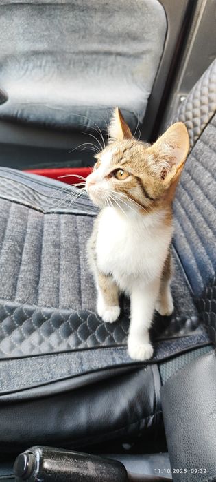 Котята даром в хорошие руки