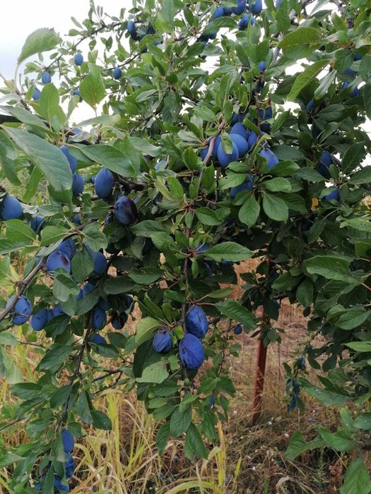 Teren 837 mp în Focșanei, Buzău – locul unde poți construi ACASĂ