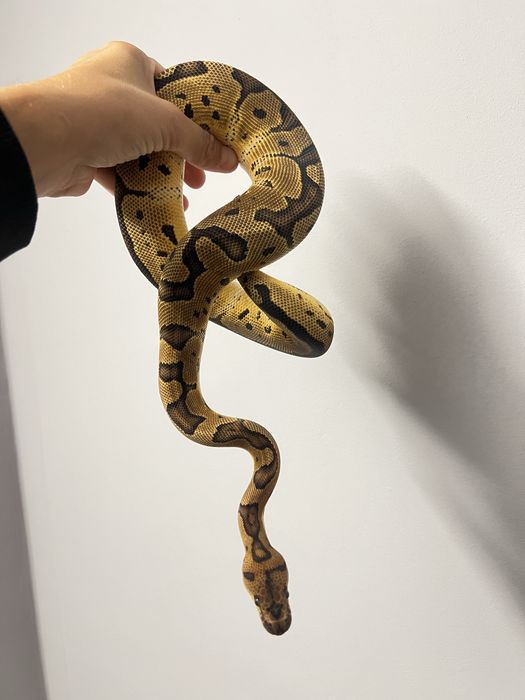 Pitoni regali negociabil