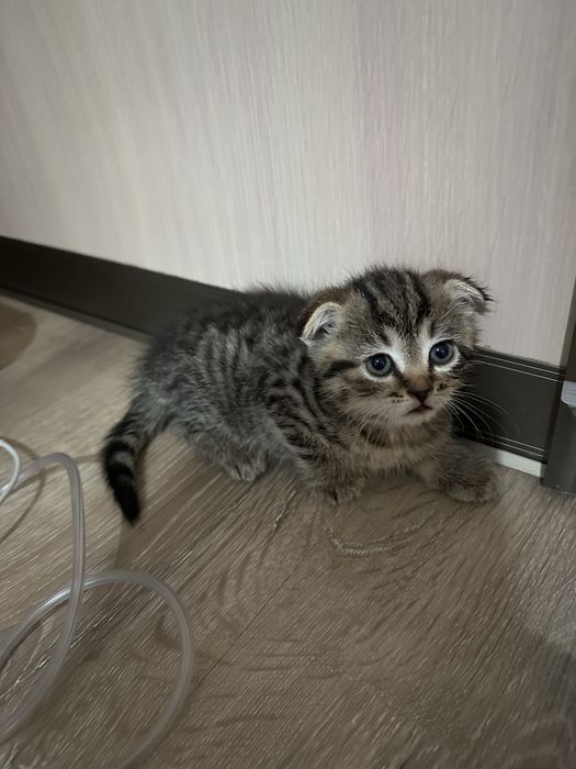 Вислоухий котенок