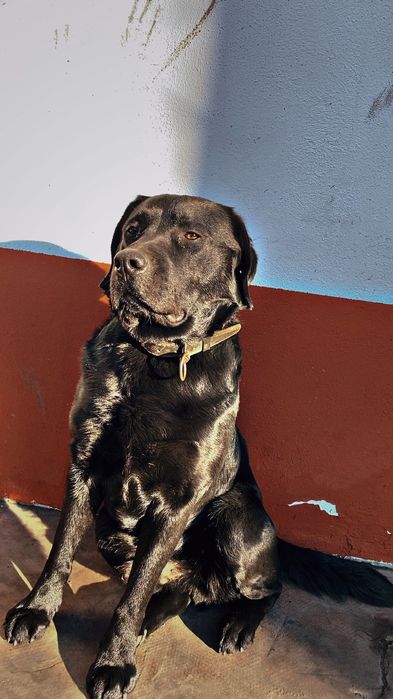 Donez Labrador 1 an jumatate