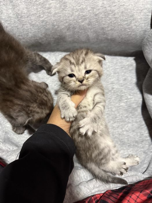 Scottish fold mushuk