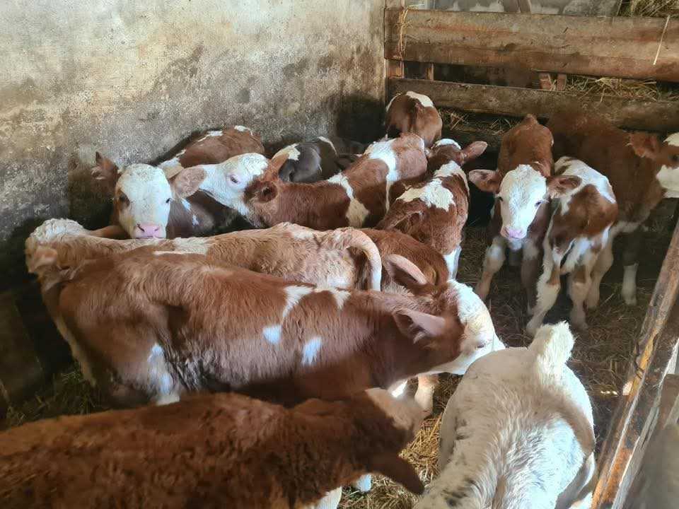 Vând viței si vițele bălțată românească, angus si belgian!