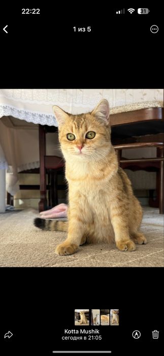 Продается чистокровная Бритаская шиншилла девочка 5 месечная