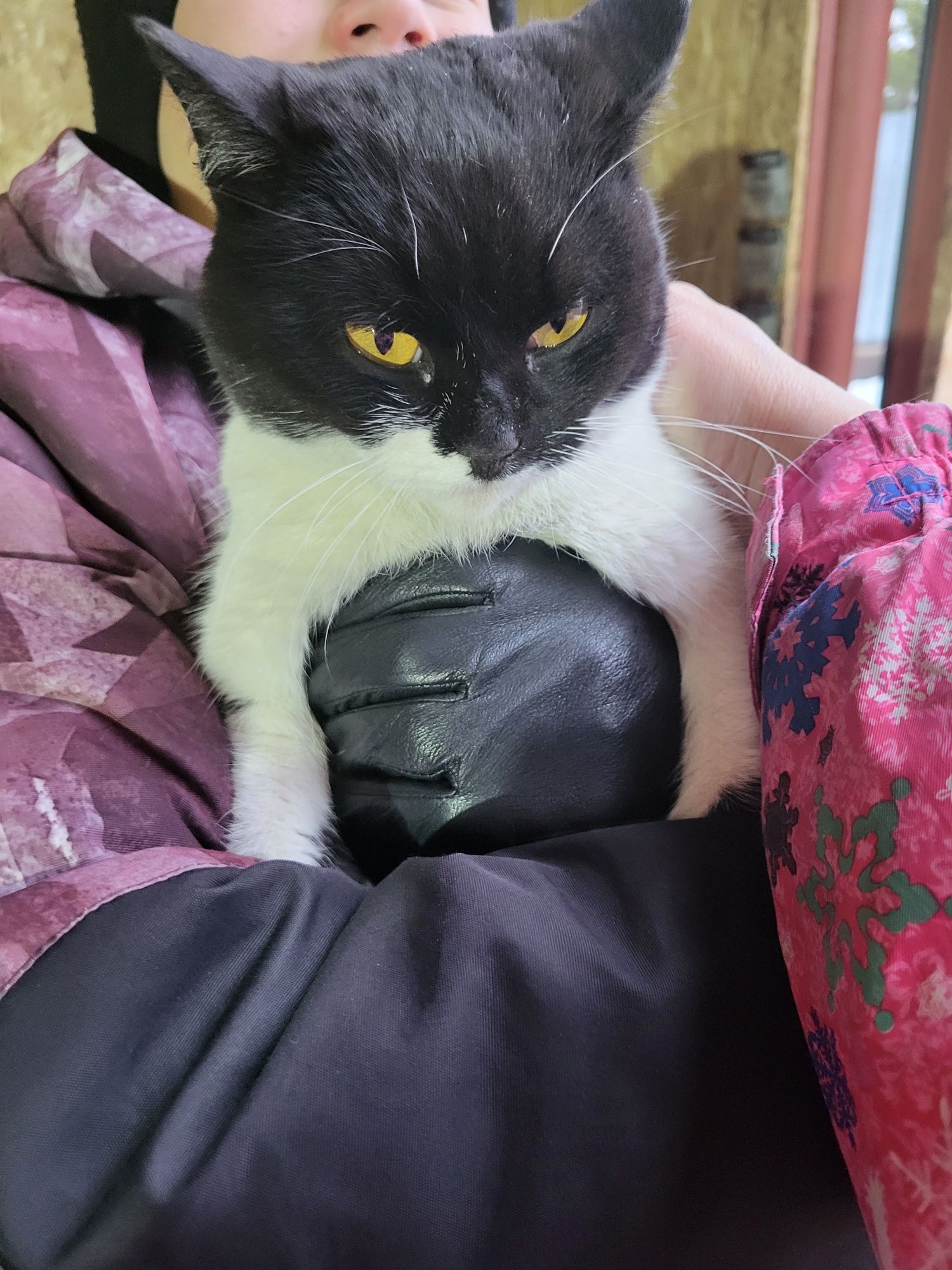 Кошечка ищет дом!