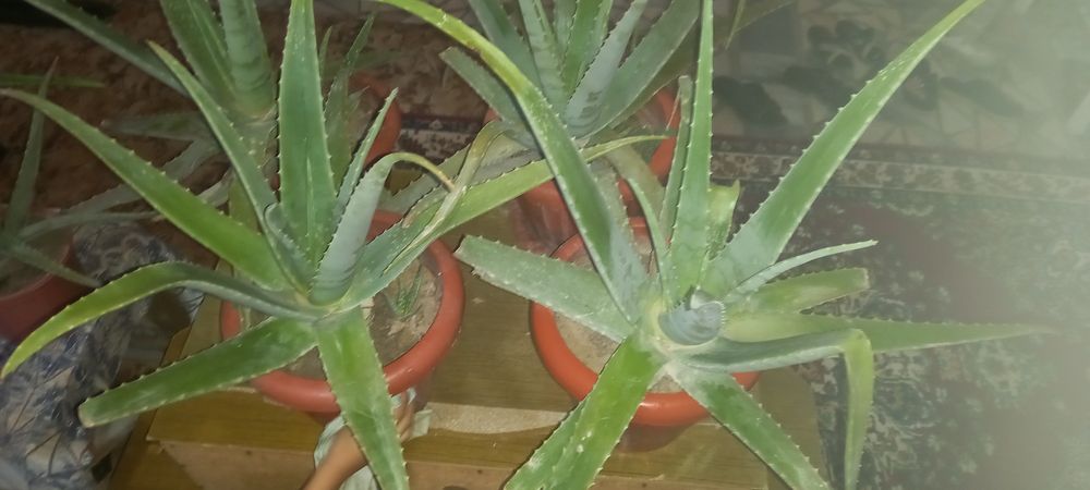 Aloe vera gullari