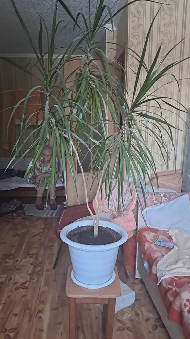 Продам Комнатное растение