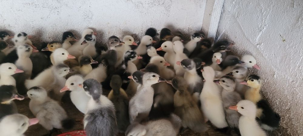 Boboci de rață pekin,polare și rate macaitoare românești