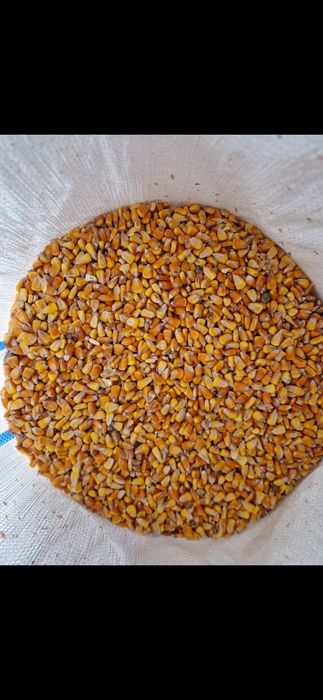 Porumb boabe adus acasa calitatea 1