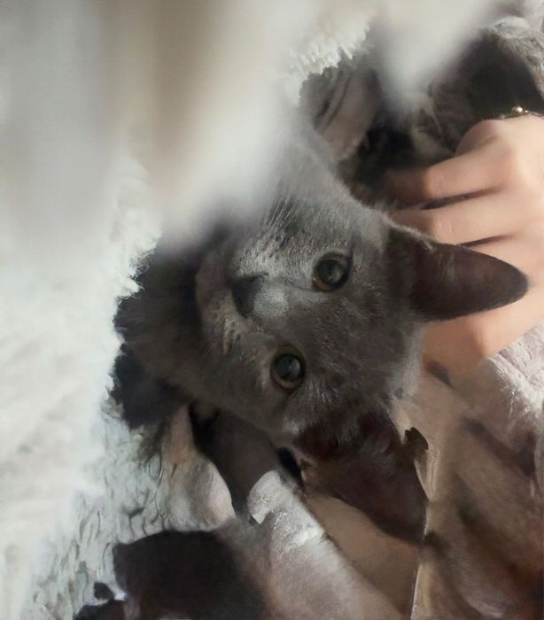 Русская голубая кошка