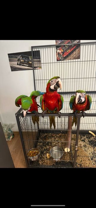 Pui papagal ara araruna