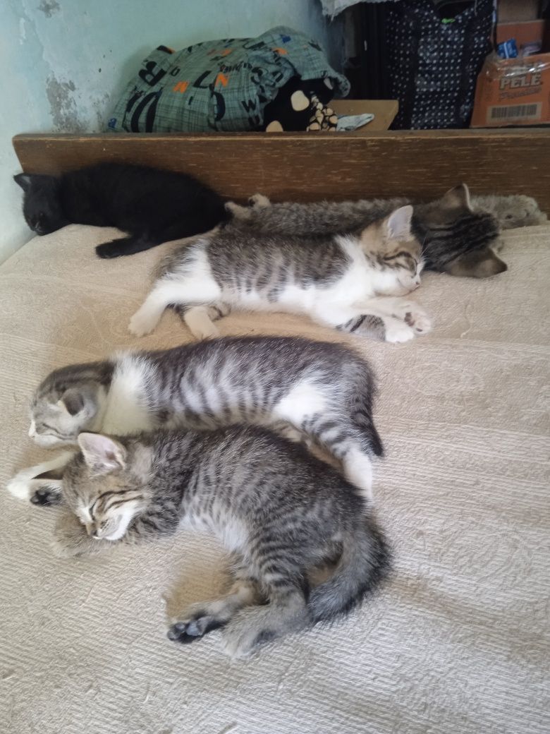 Продаются котята,британцы короткошёрстные!!