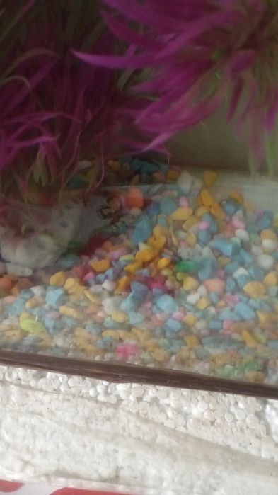 Продаю рыбок и аквариум в хорошем качестве