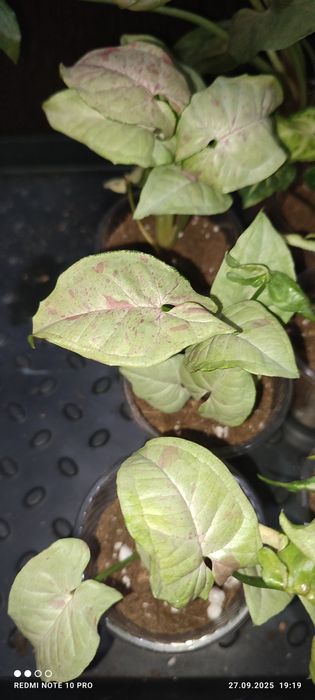 Сингониумы 4 вида