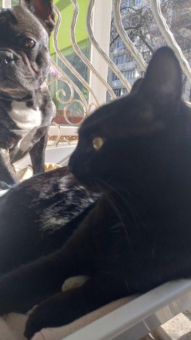 Ingrijesc animale de companie, P-ta Gorjului Militari