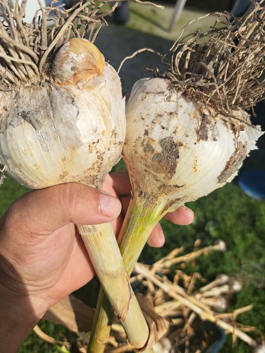Usturoi elefant perenă , varză kale Daubenton's,ceapă egipteană, oca ,