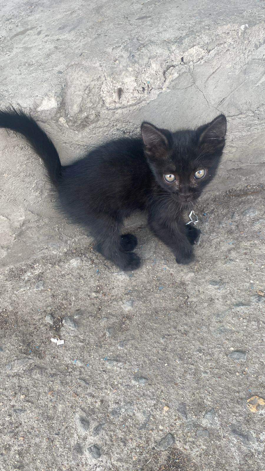 Только в добрые руки