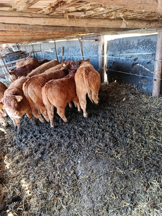 Viței rasa limousine din pășune