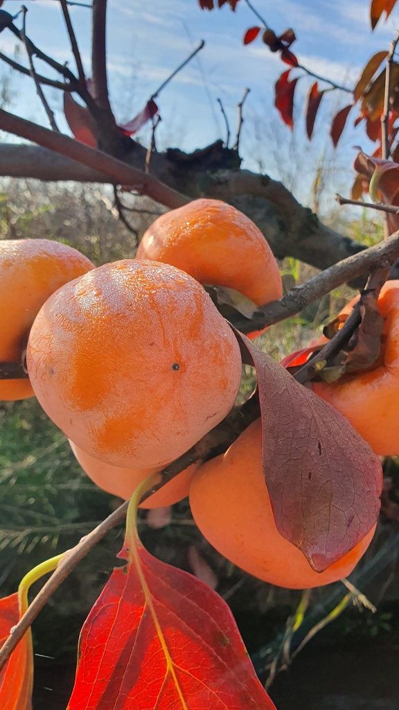 Kaki Jiro anul 3 la ghiveci