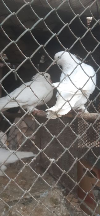 Белые голуби сапоножки