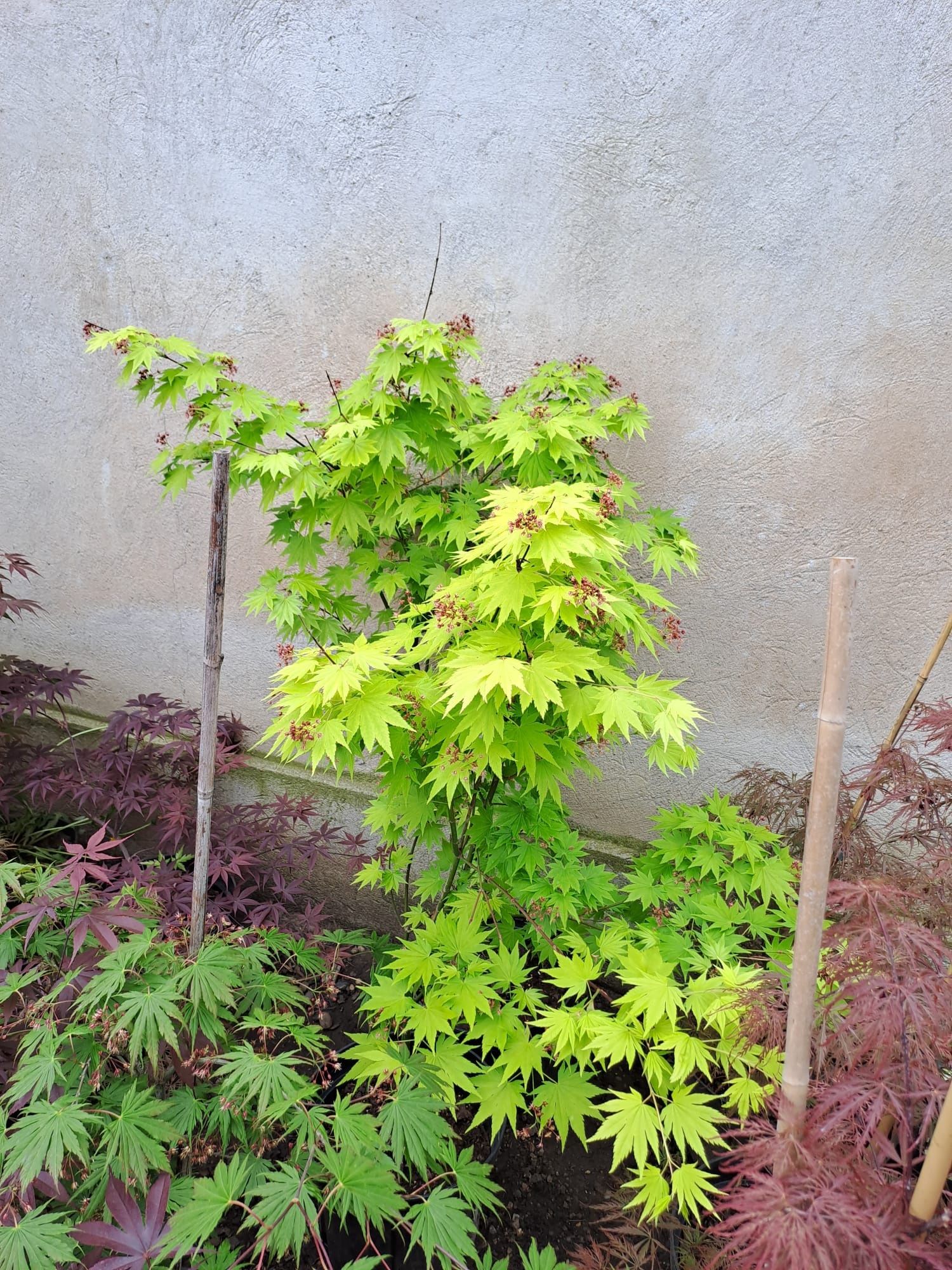 Plante ornamentale