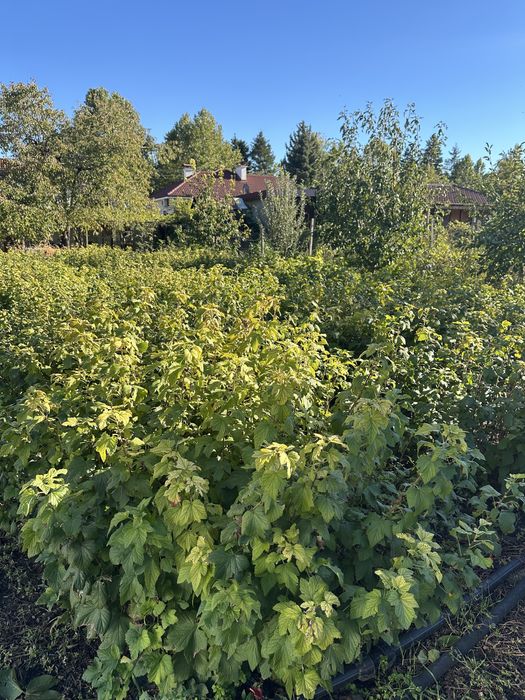 Продавам разсад касис