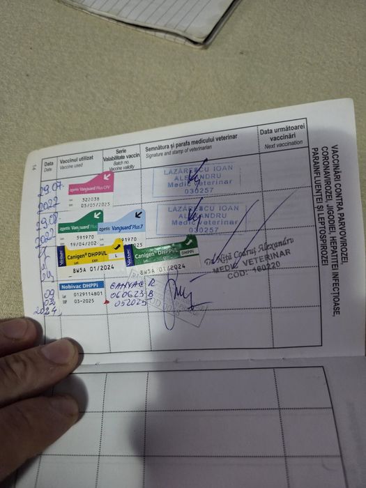 Vănd cătelusă Buldog Francez