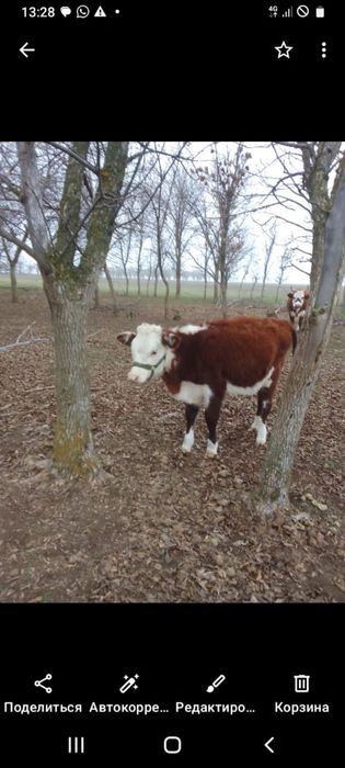 Пррдам теленок 7 месячный, подсос