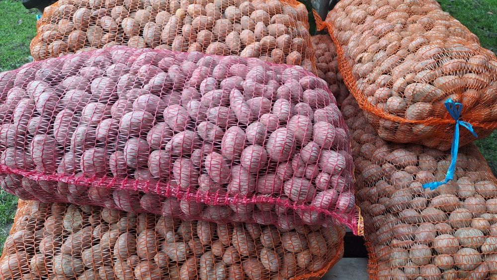 Vând cartofi pentru animale