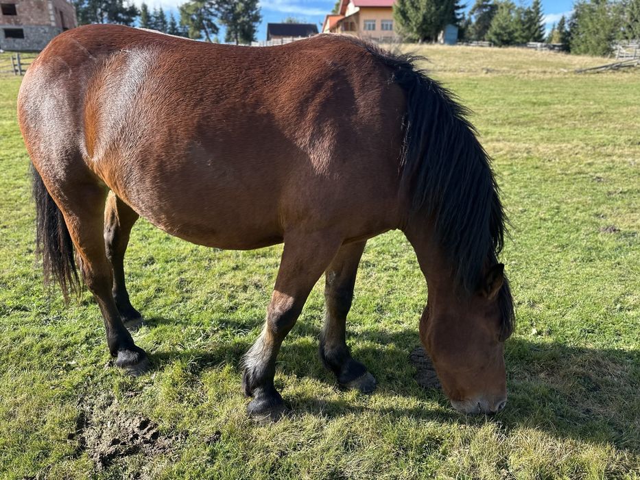 Iapa gestanta 4 ani si manza 7 luni