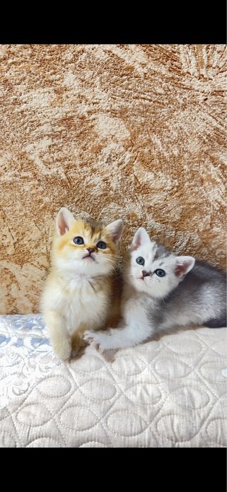 Продаются котята , золотая и серебристая шиншилла
