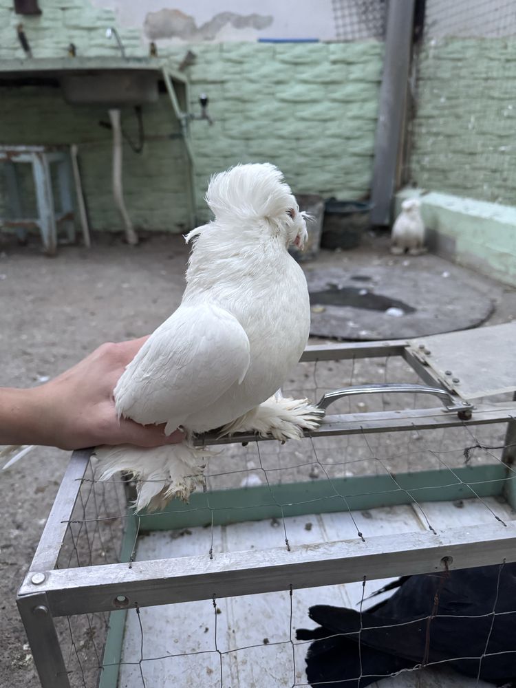 Продаю бухарских голубей
