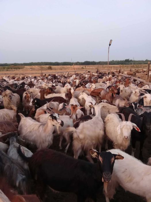 Oi si capre reforme de vânzare