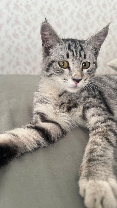 Очень срочно котики в добрые руки