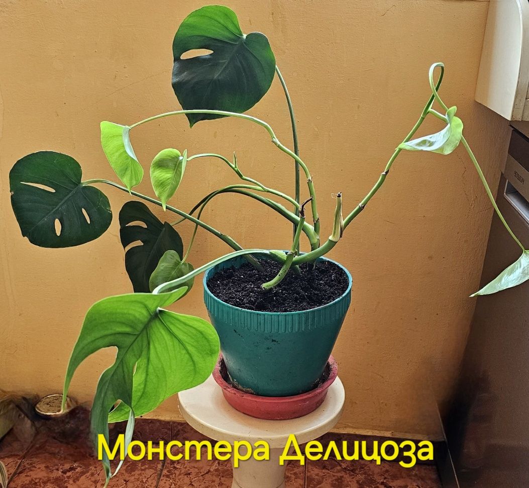 Стайни растения за вашия дом, тераса, офис или градина